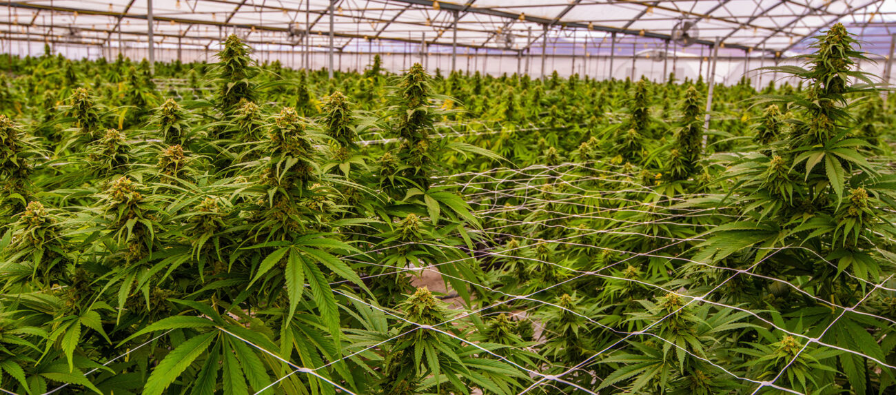 Confidential Cannabis Client - Image is for illustrative purposes only.